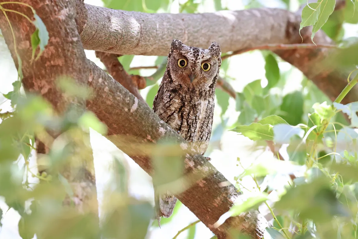 Cyprus Scops-Owl